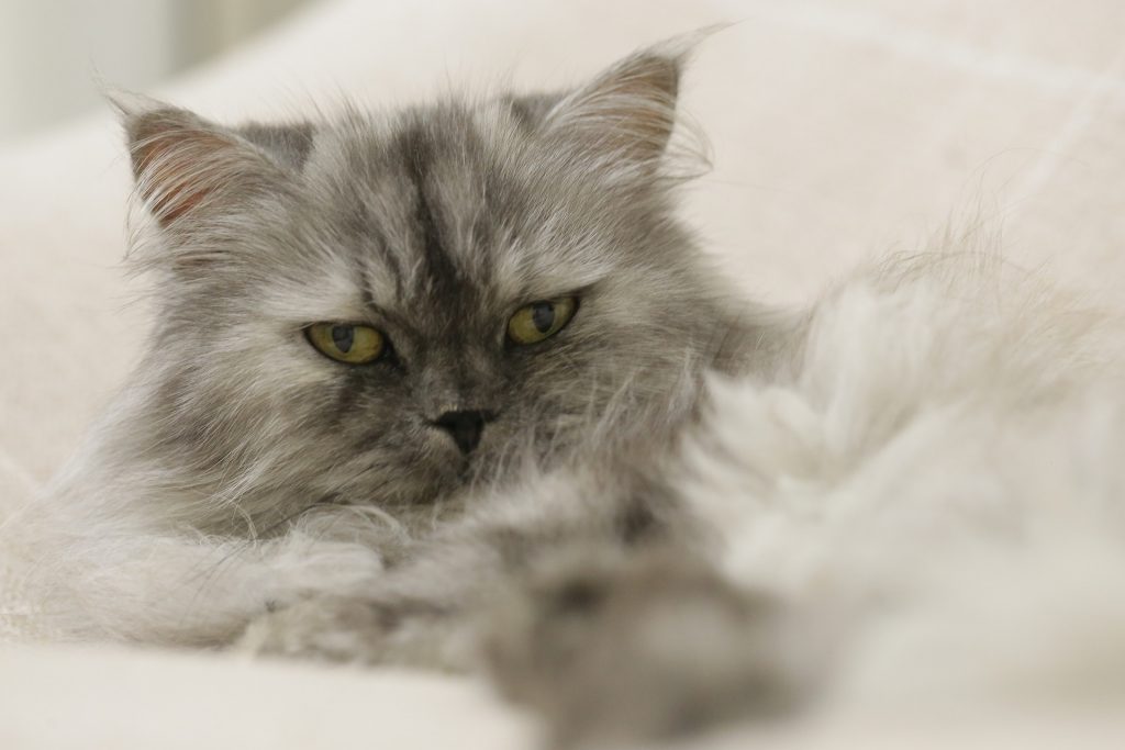 Bangladesh hartstochtelijk Phalanx Perzische Kat - Alles over kattenrassen - De Nieuwe kat