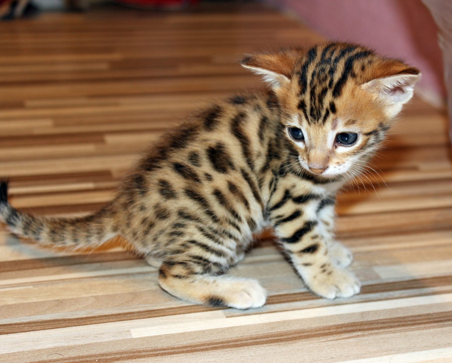 Toyger Alles Over Kattenrassen De Nieuwe Kat