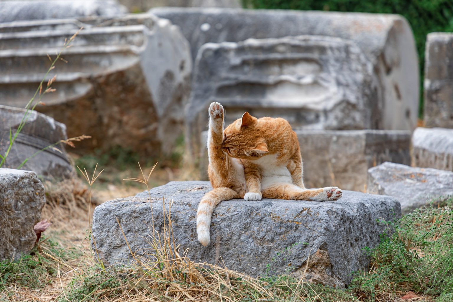 De Leefomgeving Van Een Kat Alles Over Katten De Nieuwe Kat