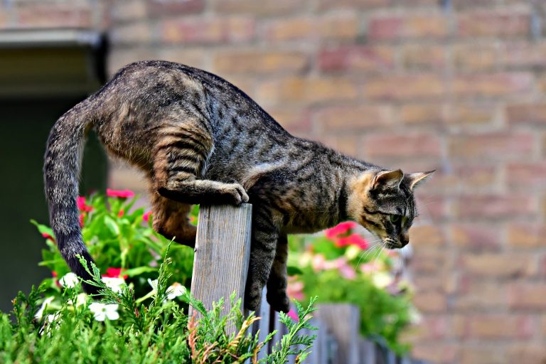 Noorse Boskat Alles Over Kattenrassen De Nieuwe Kat