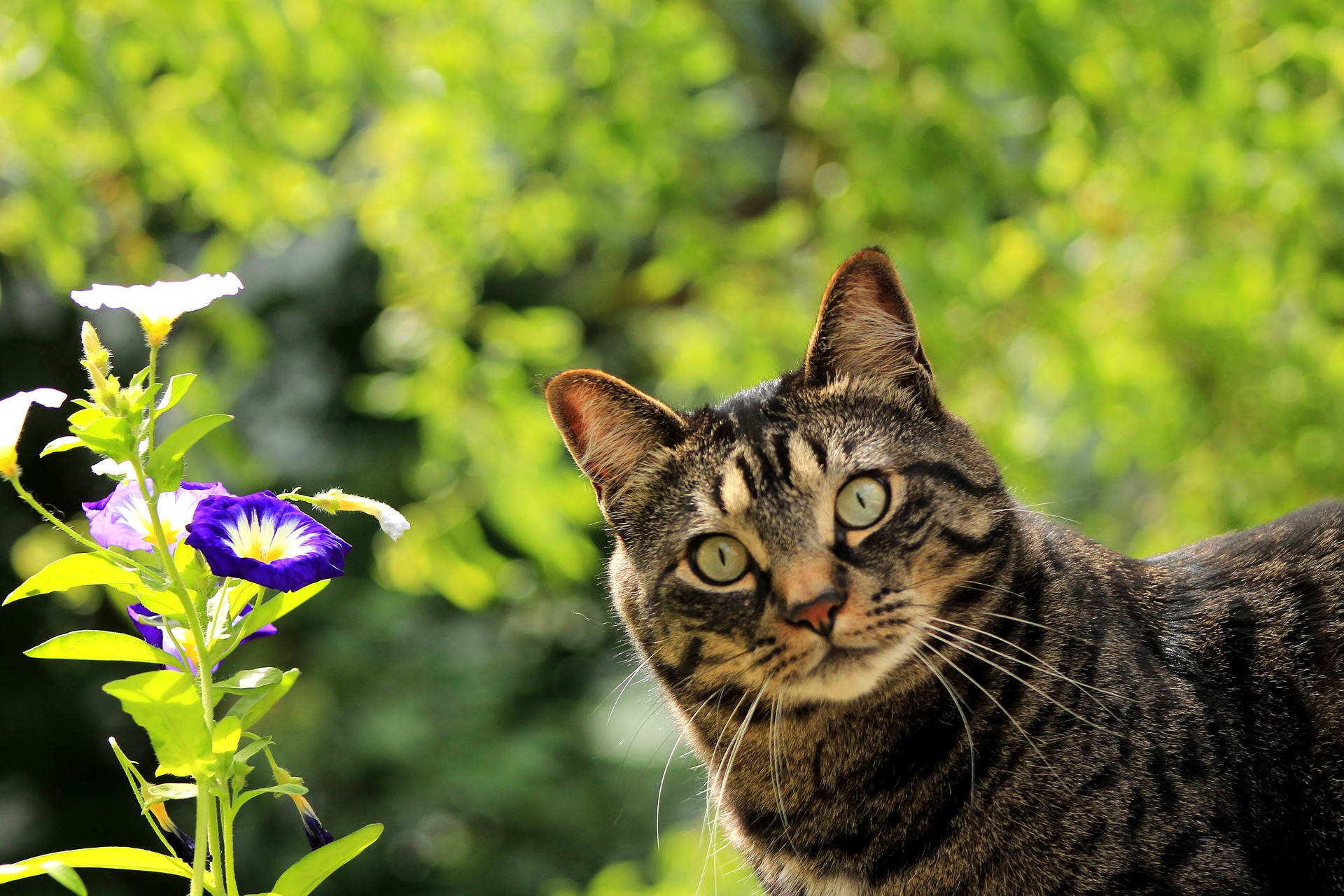 motto Voorlopige naam geeuwen Lijst met giftige bloemen en planten voor katten - De Nieuwe kat