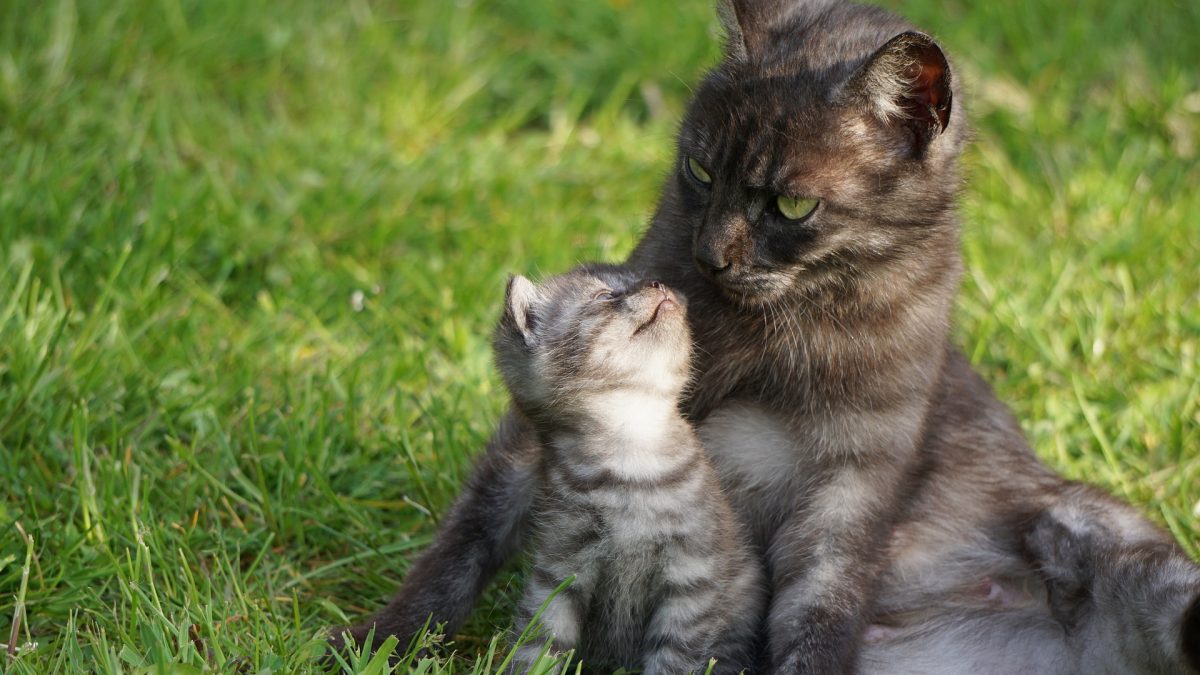 Landelijk Wieg Broers en zussen 15 feiten over katten waardoor je er meer van zal houden - De Nieuwe kat
