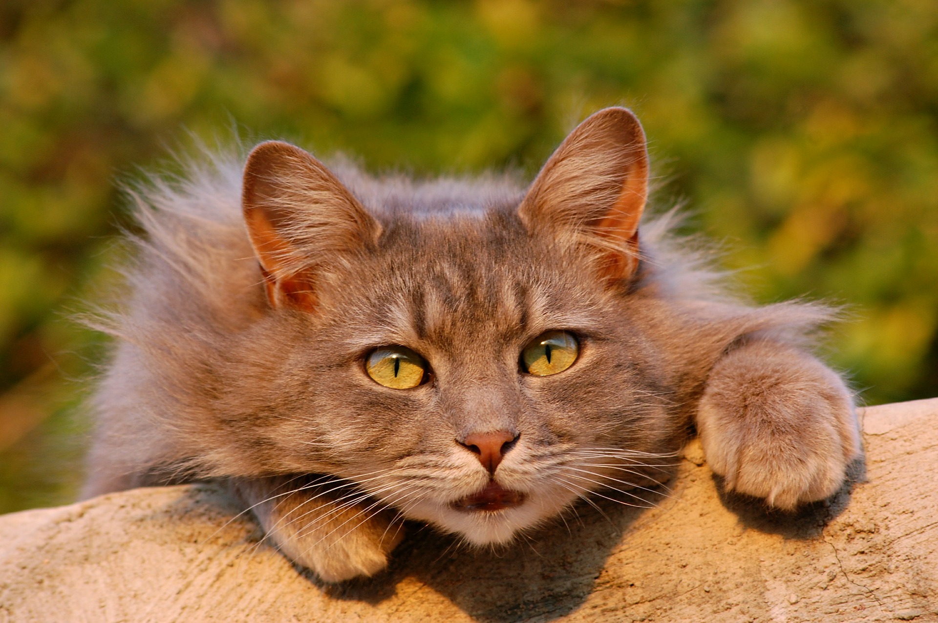 Landelijk Wieg Broers en zussen 15 feiten over katten waardoor je er meer van zal houden - De Nieuwe kat