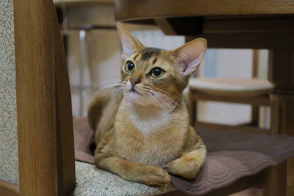 Abessijn Alles Over Kattenrassen De Nieuwe Kat