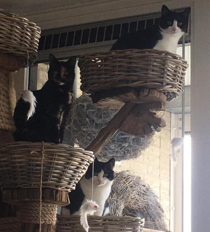 chatten bewijs industrie Een Kattenboom zelf maken - Katten zijn gek op klimmen - De Nieuwe kat
