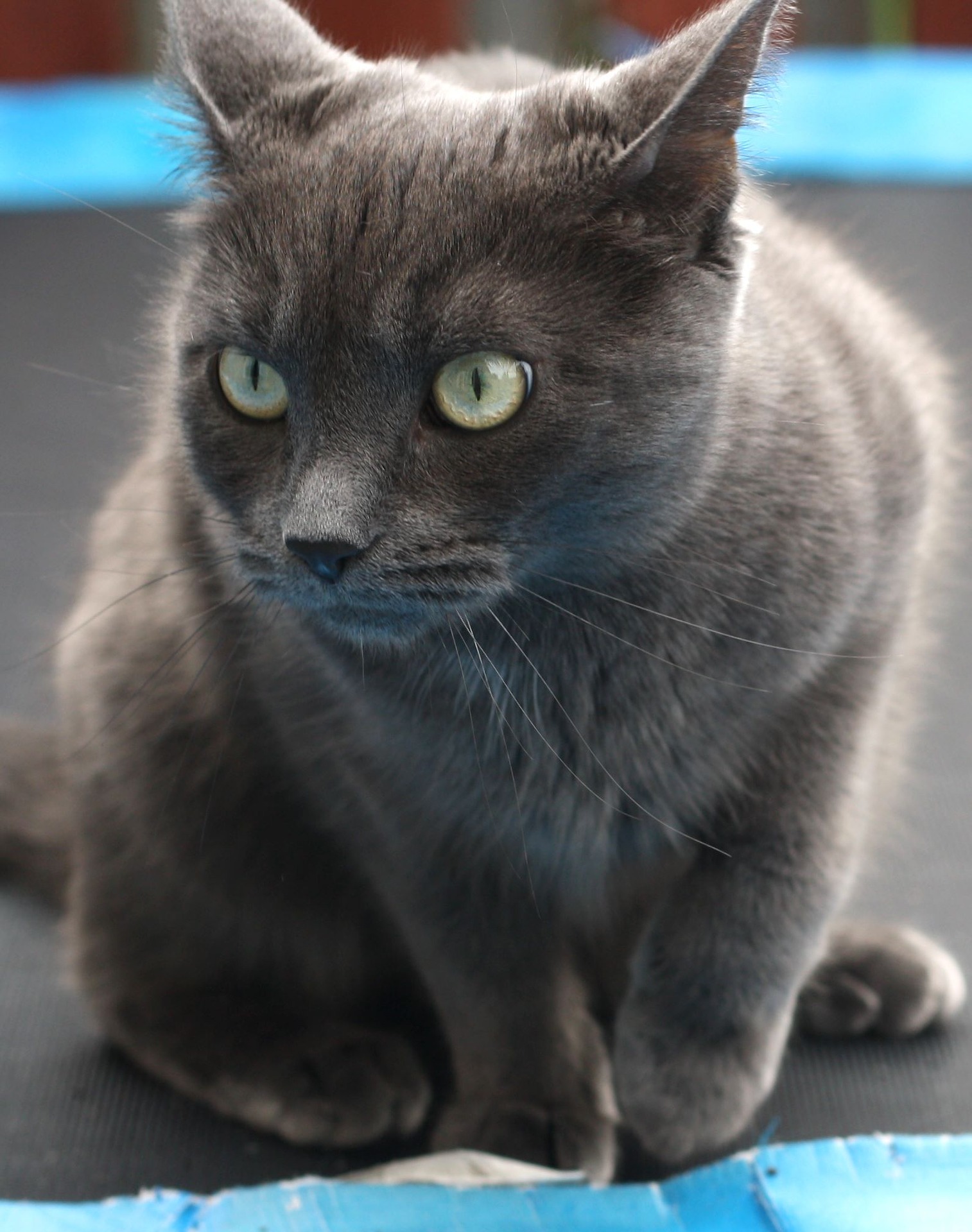 Als reactie op de Bevestiging Vlak Blauwe Rus - Alles over kattenrassen - De Nieuwe kat