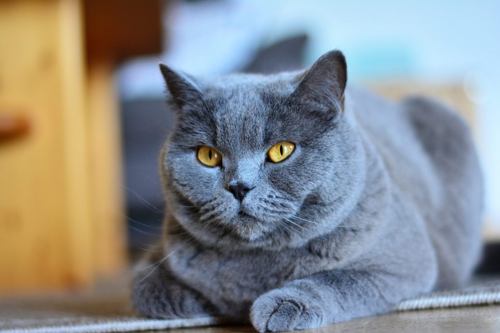 Verlammen gerucht vraag naar De 10 meest bekende kattenrassen - De Nieuwe kat
