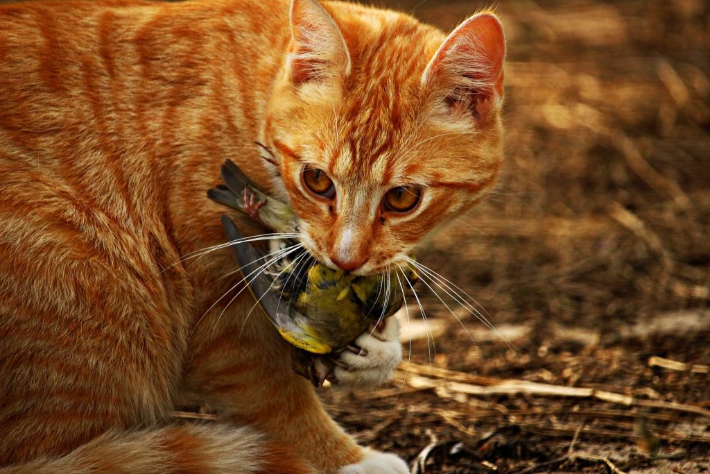 Verwarren Geletterdheid pijpleiding Waarom brengt een kat vogels en muizen naar huis - De Nieuwe kat