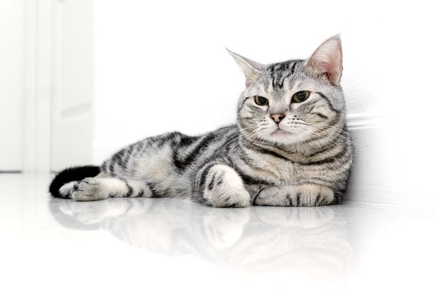 verzonden hobby partitie Amerikaanse Korthaar - Kattenrassen | De Nieuwe kat