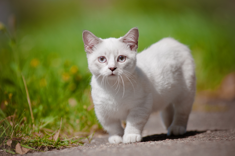 Dijk vergiftigen Hong Kong Munchkin kat - Prijs, karakter, verzorging - De Nieuwe kat
