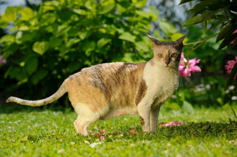 Maine Coon Kattenras Alles Over Kattenrassen De Nieuwe Kat