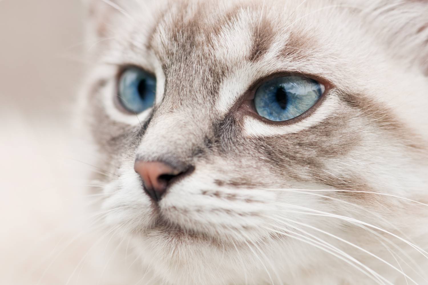 Vete Oceanië fictie Ojos Azules kat - De Nieuwe kat