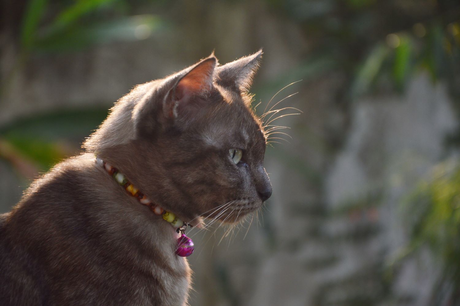 Mandalay Alles Over Katten De Nieuwe Kat