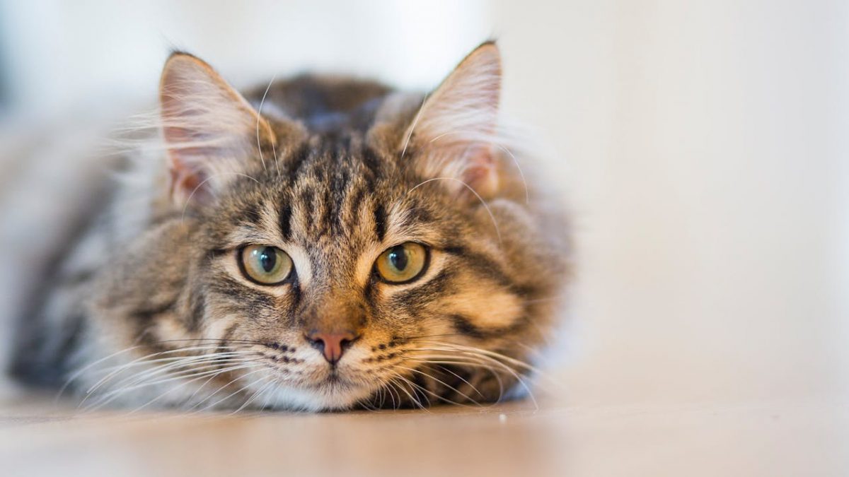 De voordelen van een kattenverzekering