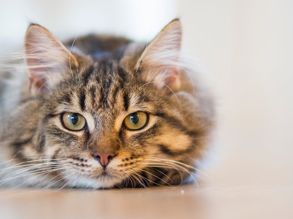 De voordelen van een kattenverzekering